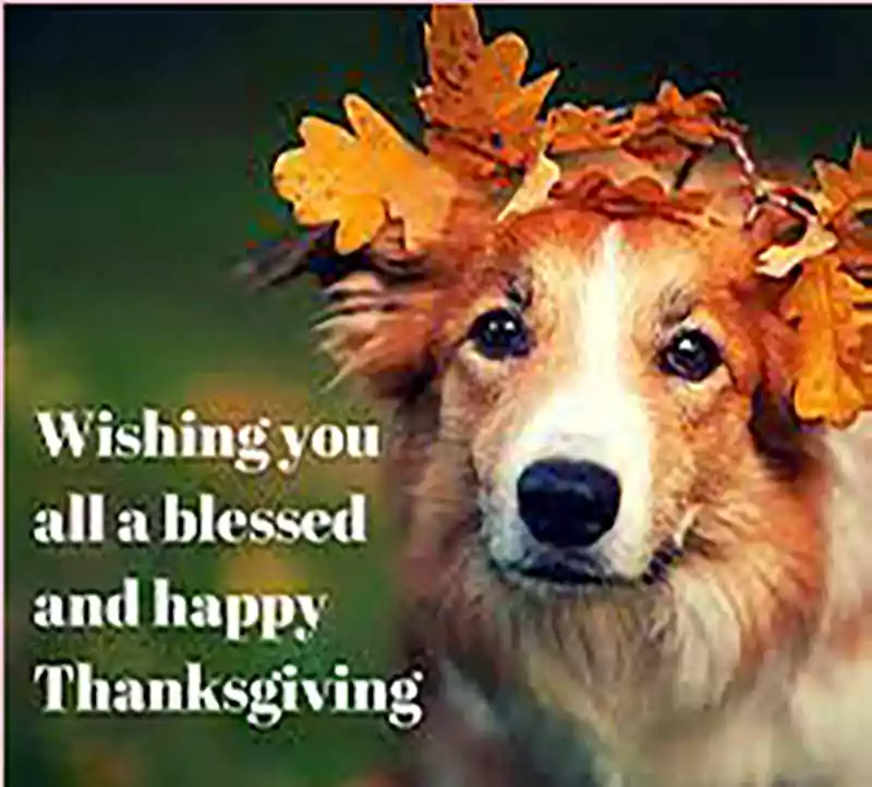 Thanksgiving Dog Image