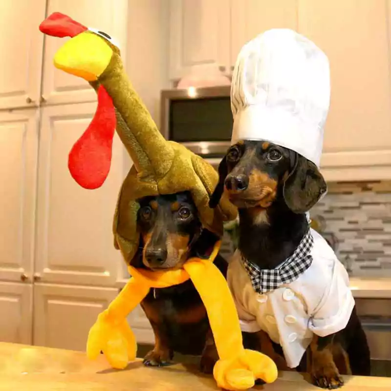 dachshund thanksgiving image