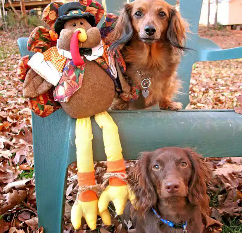 dachshund thanksgiving image