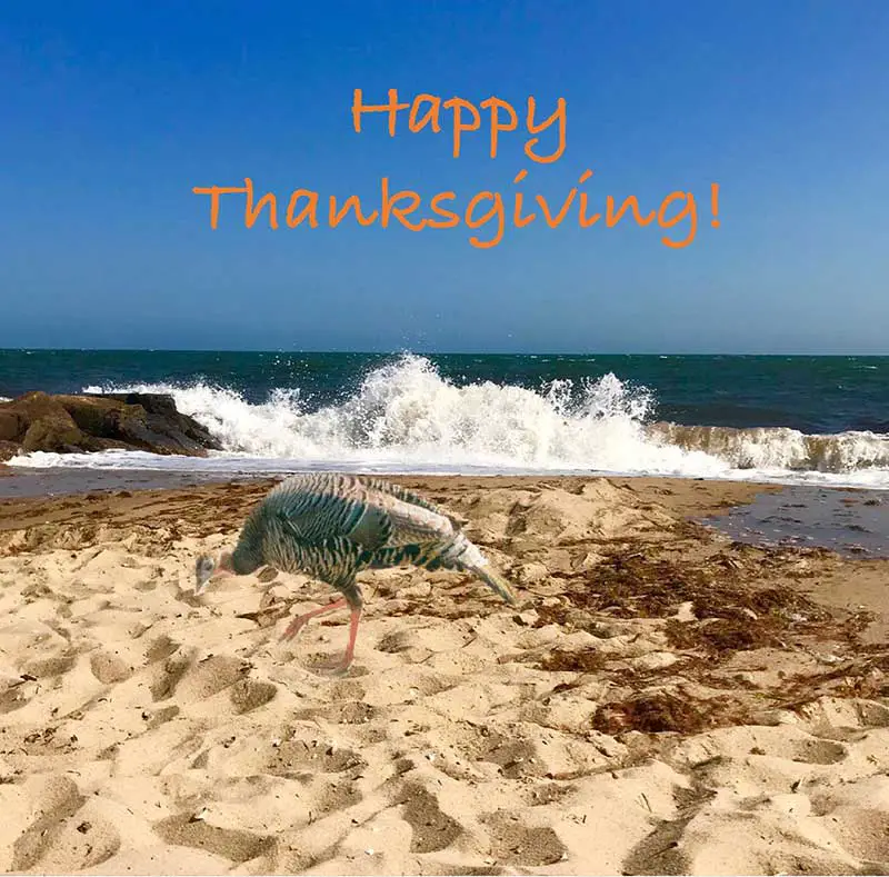happy thanksgiving beach image