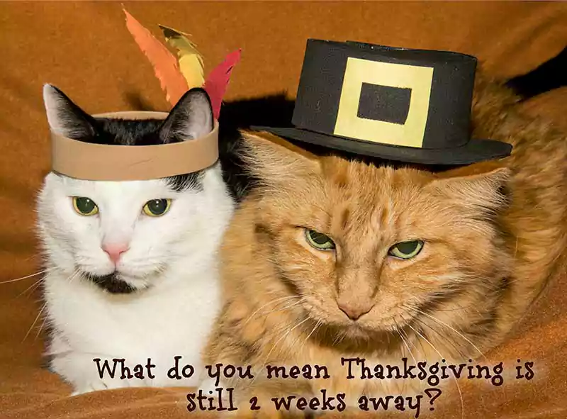 happy thanksgiving cat image