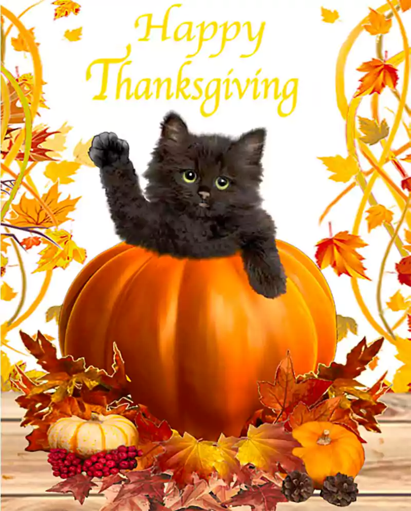 happy thanksgiving cat image