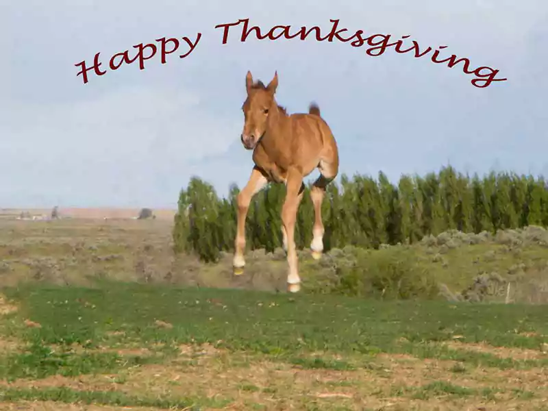 happy thanksgiving horse image