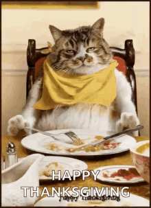 happy thanksgiving cat gif