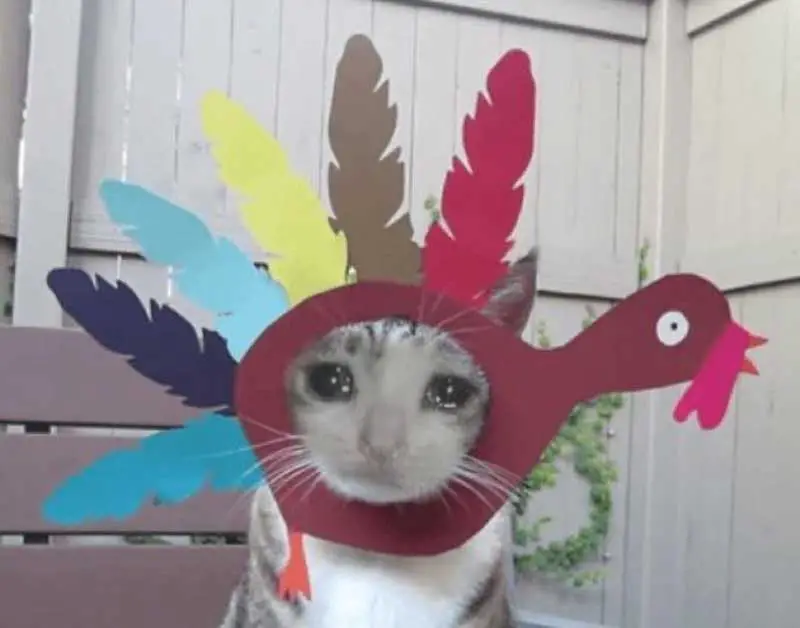 thanksgiving cat meme