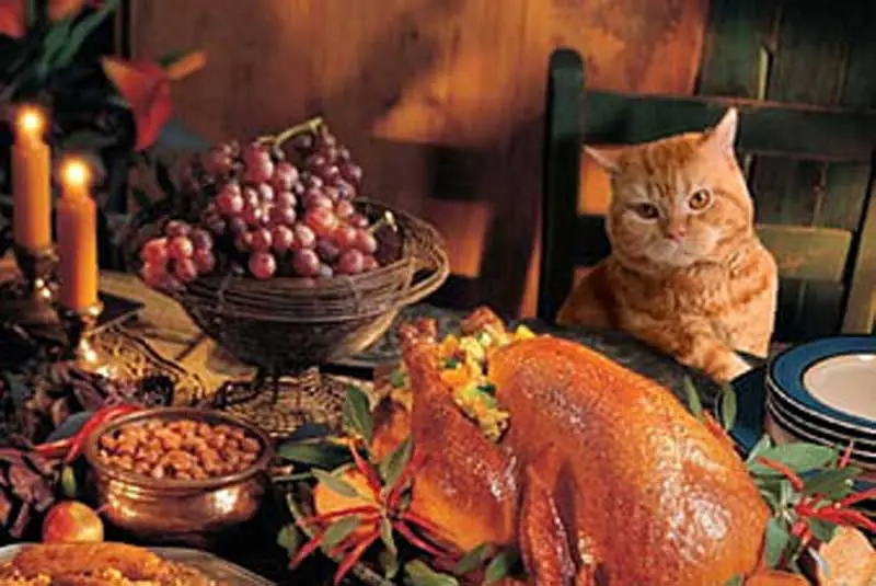 thanksgiving cat wallpaper
