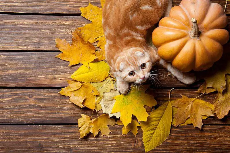 thanksgiving cat wallpaper