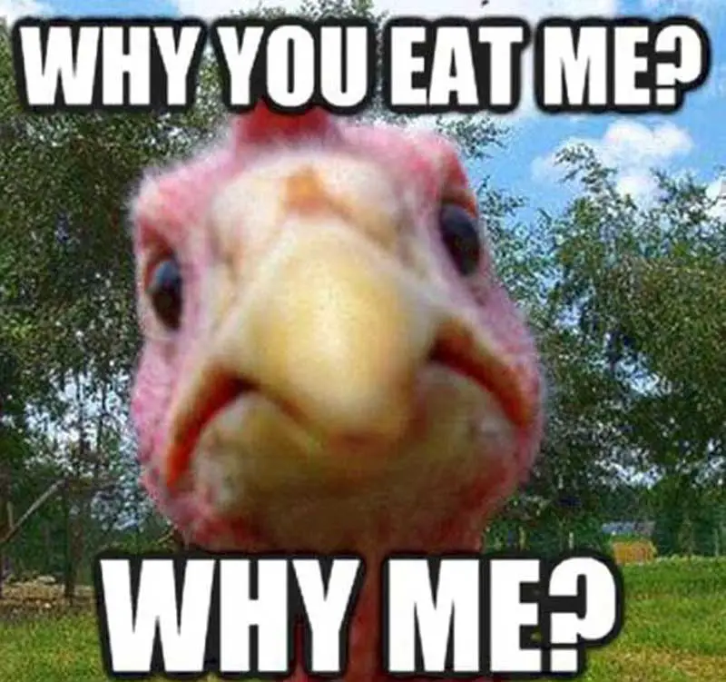 thanksgiving turkey meme