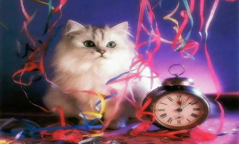 happy new year cat images