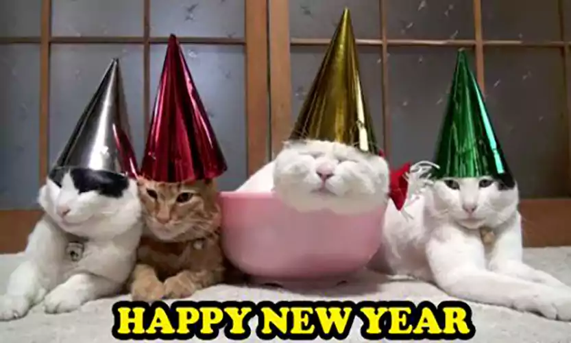 happy new year cat meme