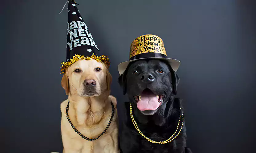 happy new year dog images