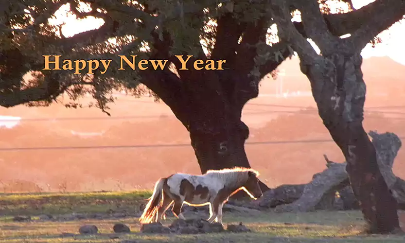 happy new year horse images