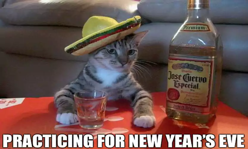 Chinese new year cat meme