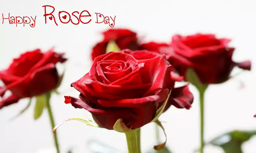 happy rose day greetings