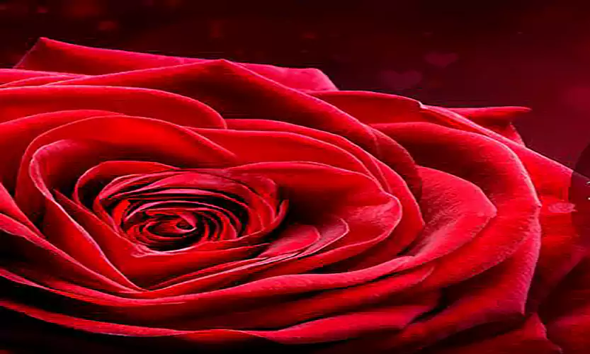happy rose day quotes for wife