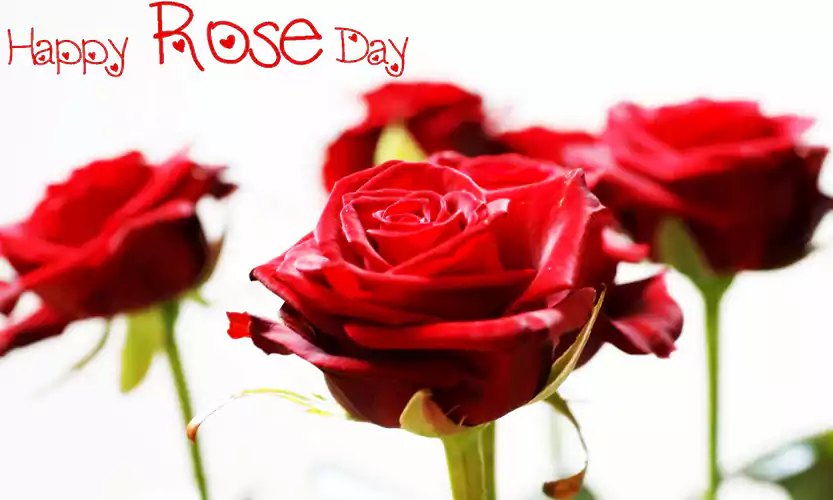 happy rose day wallpaper