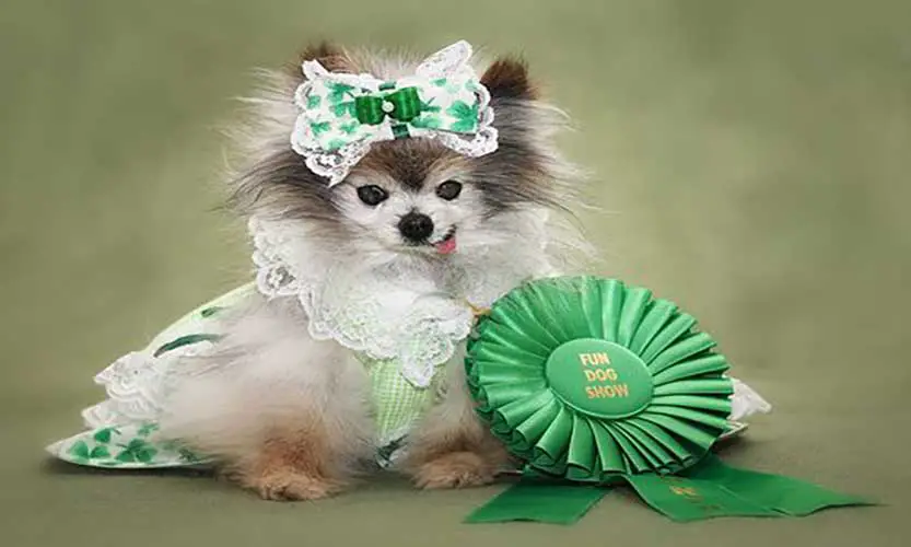 Cute St Patricks Day Pictures