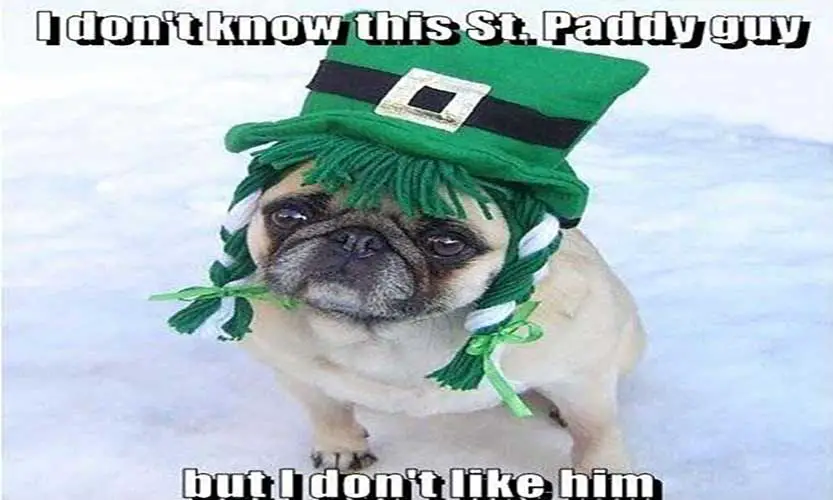 Funny St Patricks Day Meme
