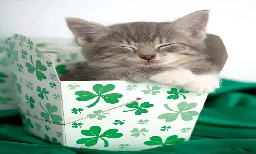 St Patricks Day Cat Images