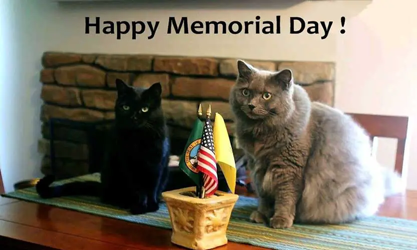 memorial day cat meme