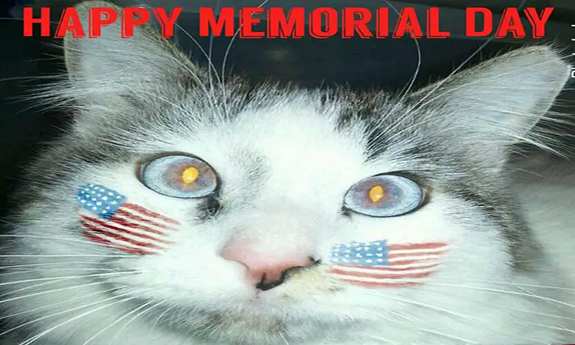memorial day cat meme